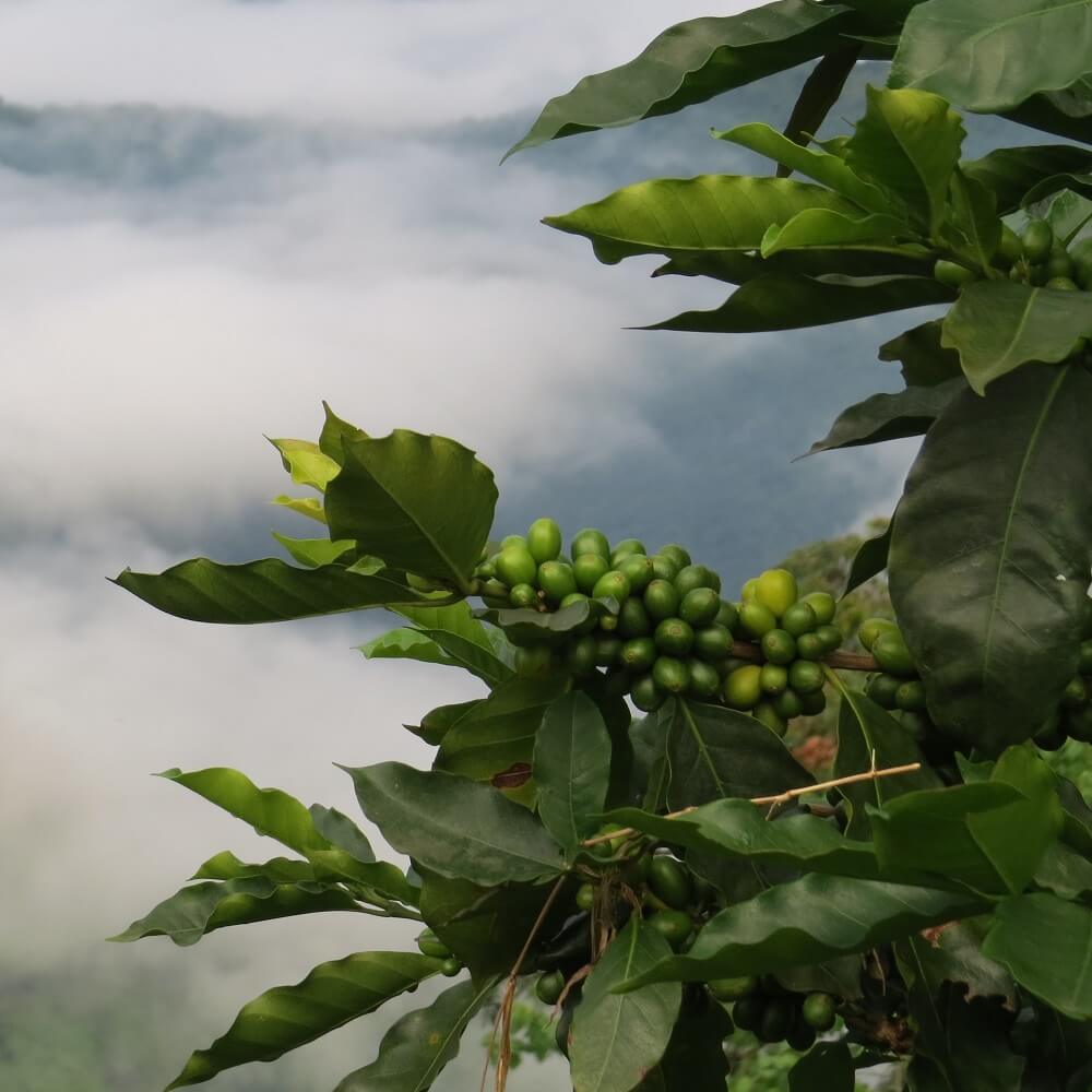 Sembrando biodiversidad y prosperidad