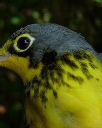 Cardellina canadensis - Reinita de Canadá